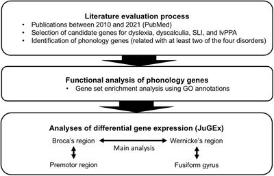 Identification of Phonology-Related Genes and Functional Characterization of Broca’s and Wernicke’s Regions in Language and Learning Disorders